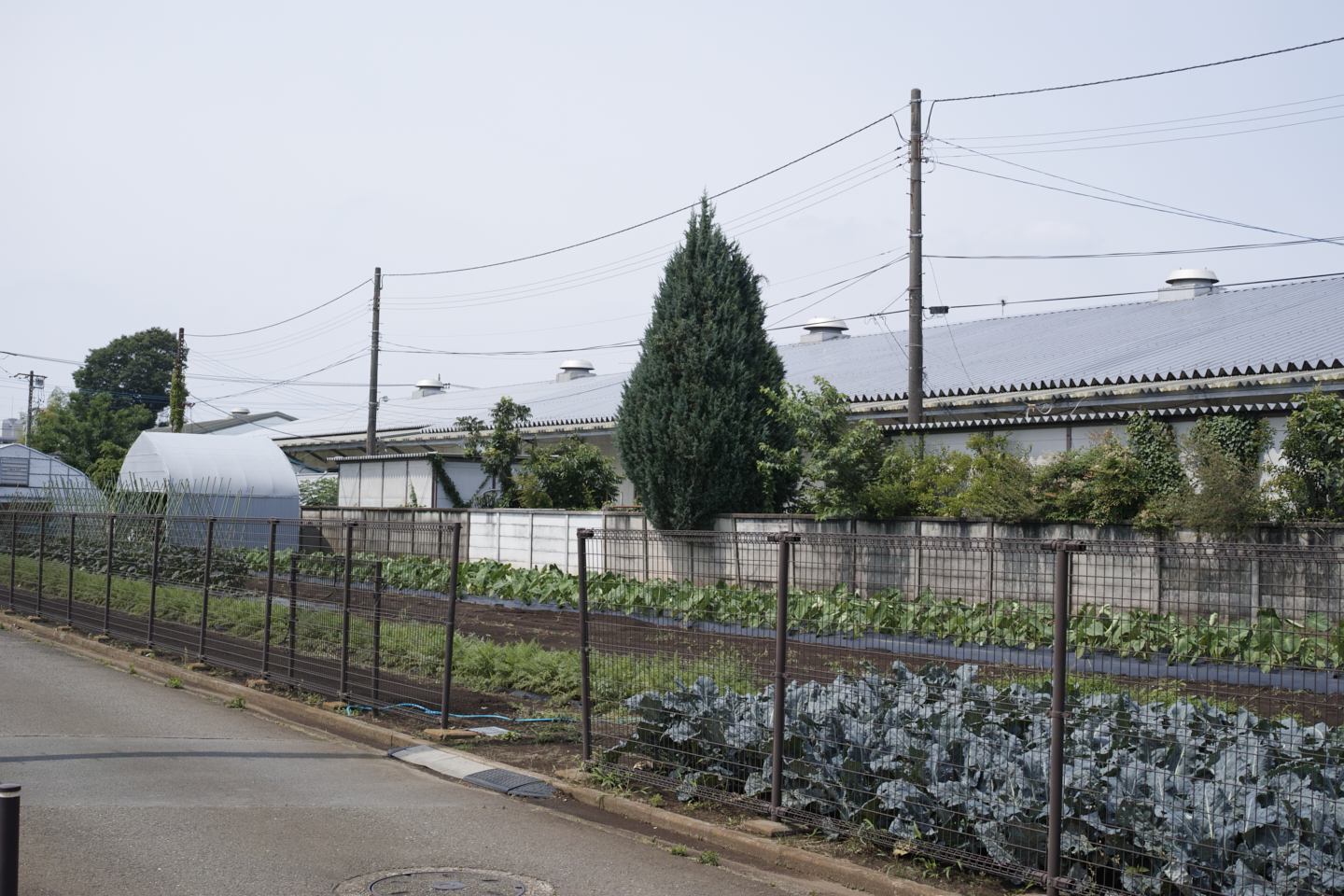 Jindaiji, Soshigaya, Shimo-Takaido_Img