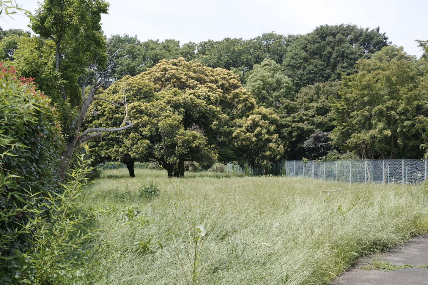 Jindaiji, Soshigaya, Shimo-Takaido_Img