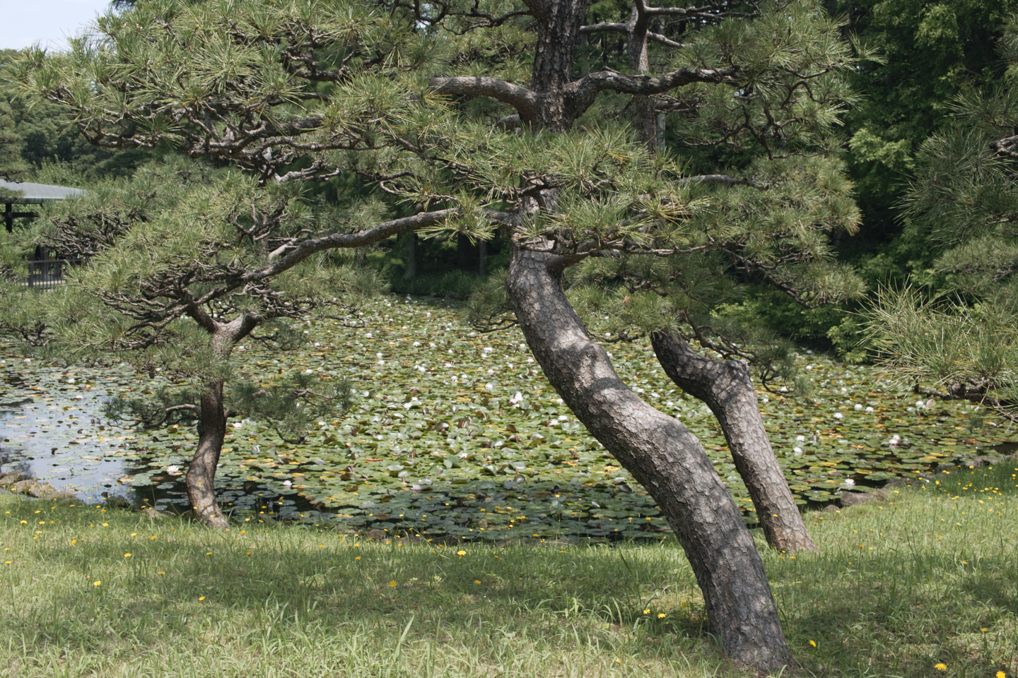 Jindaiji, Soshigaya, Shimo-Takaido_Img