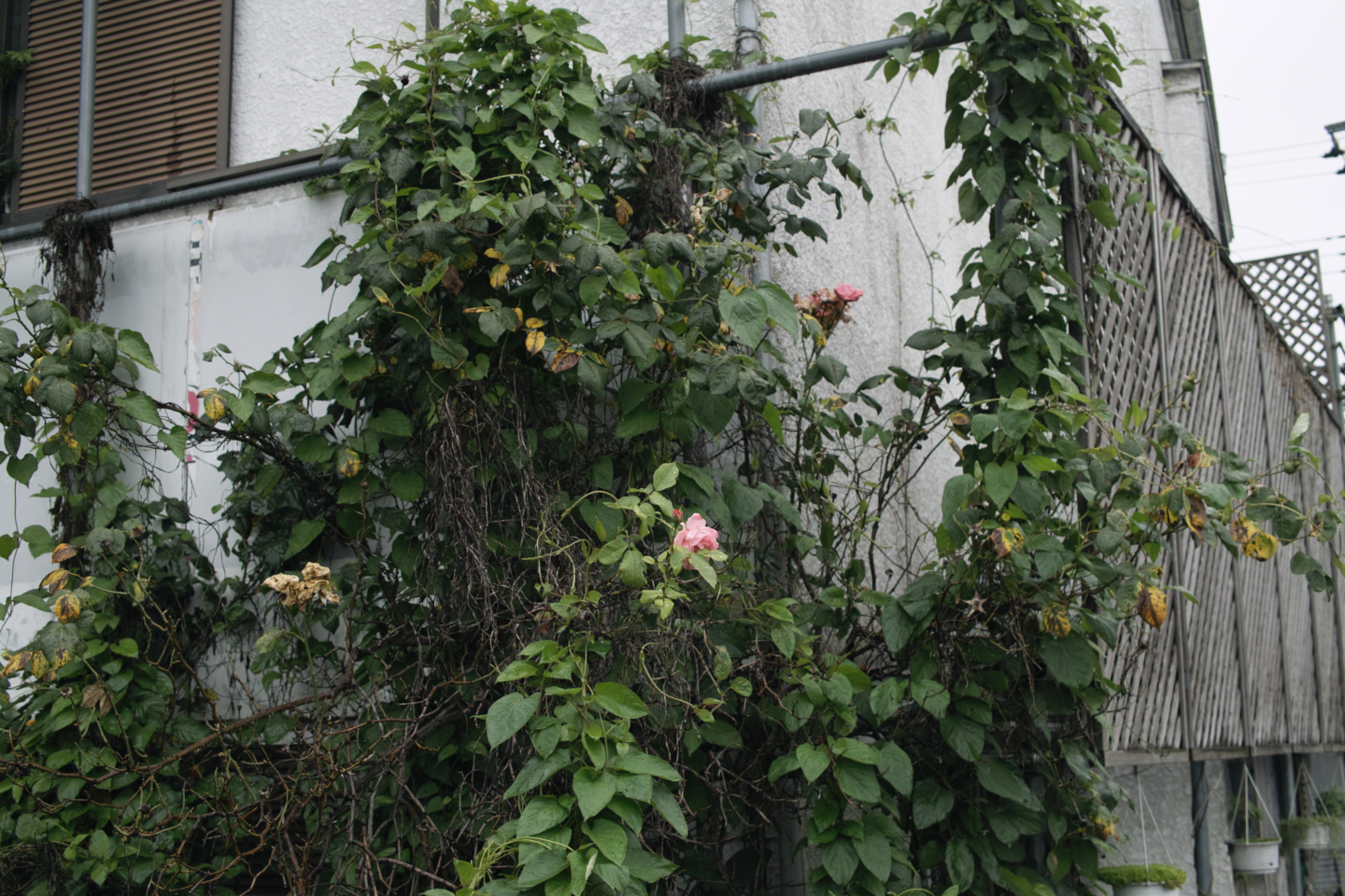 Tokorozawa, Iruma_Img