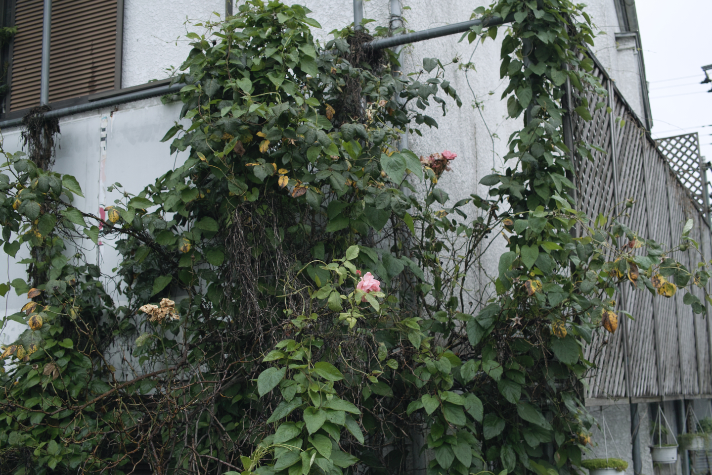 Tokorozawa, Iruma_Img