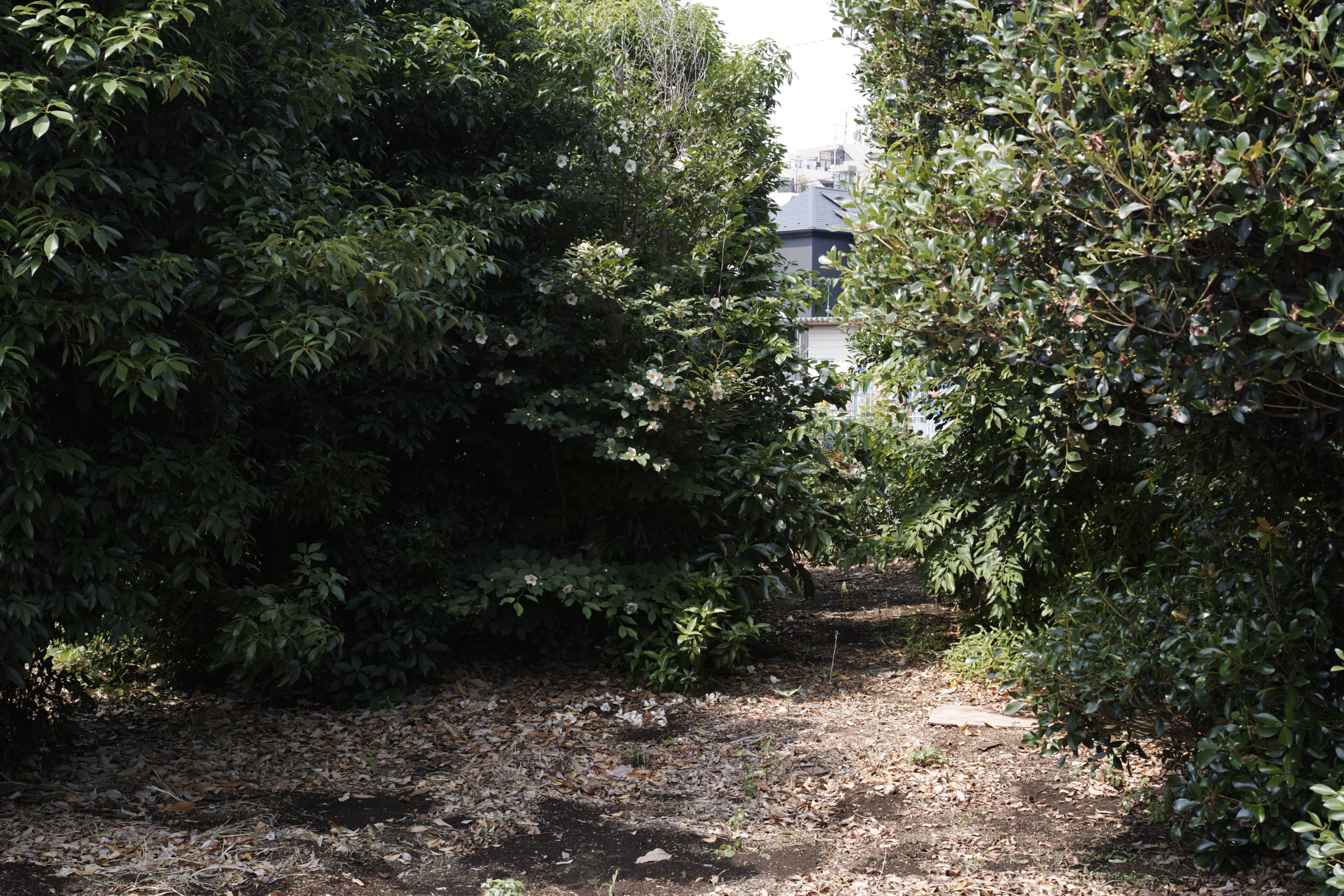 Jindaiji, Soshigaya, Shimo-Takaido_Img