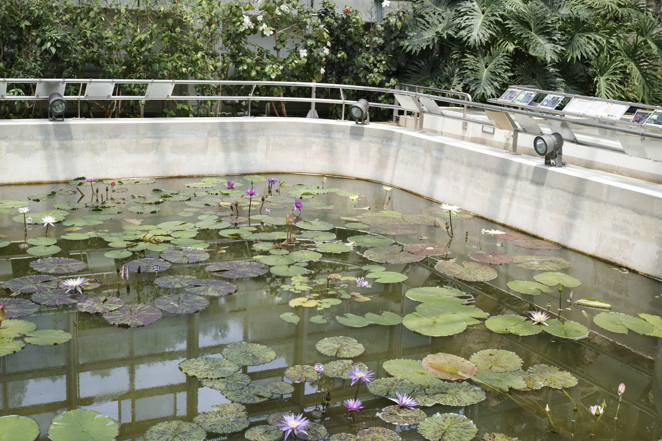 Jindaiji, Soshigaya, Shimo-Takaido_Img