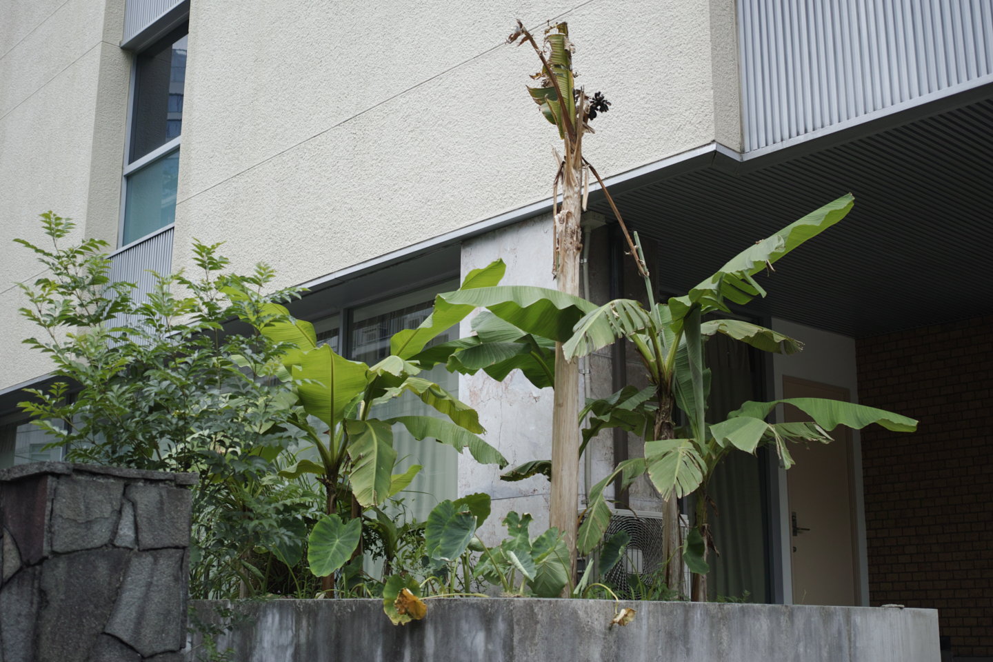 Sangenjaya, Ikejiri, Shibuya_Img
