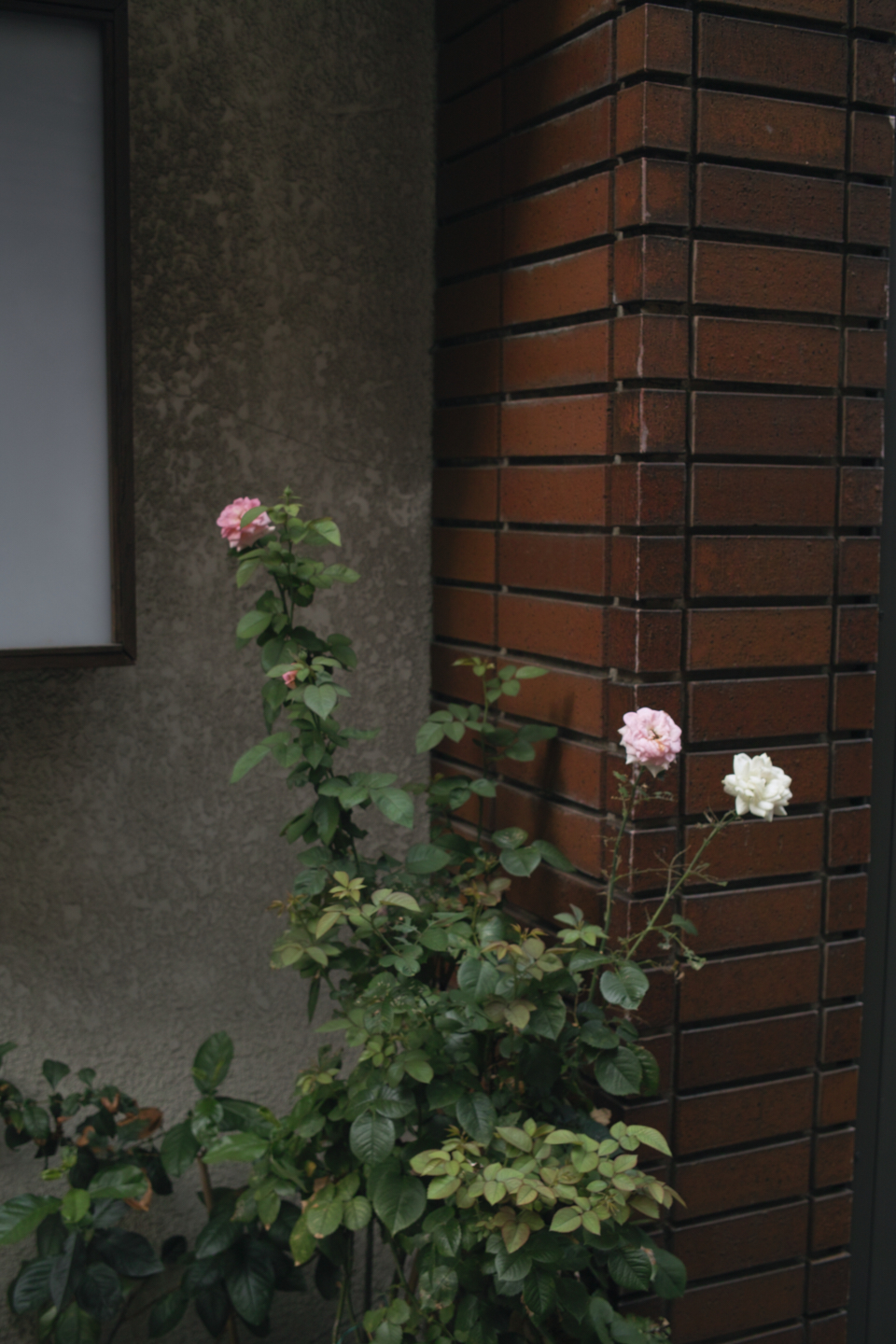 Asagaya, Harajuku, Shibuya_Img