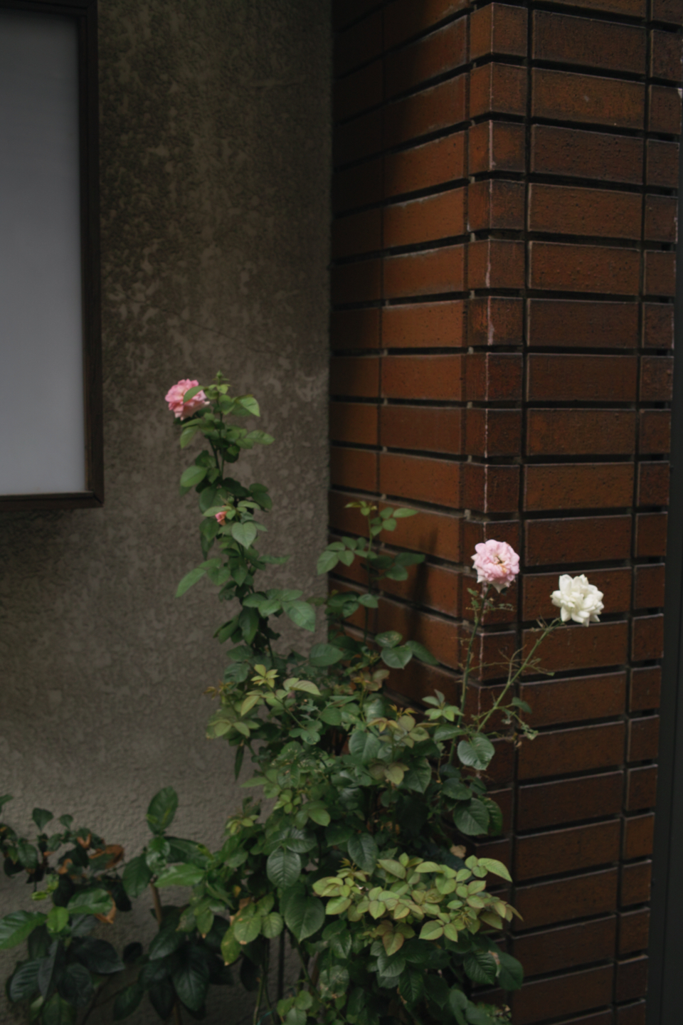 Asagaya, Harajuku, Shibuya_Img
