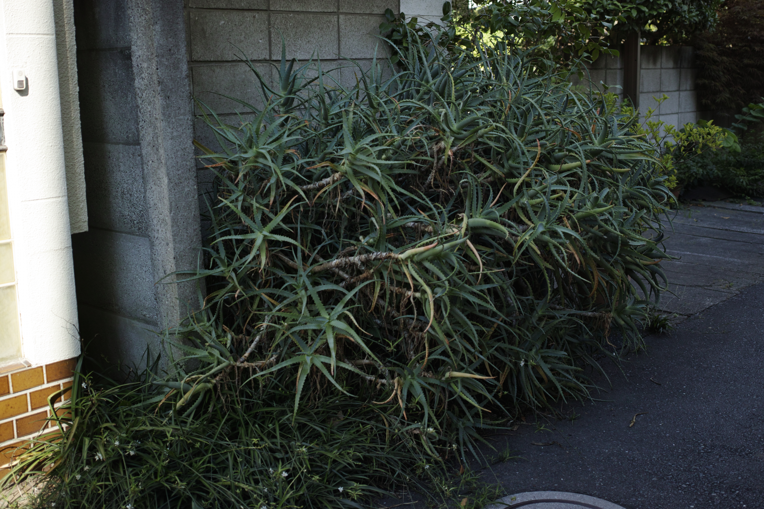 Hikifune_Img