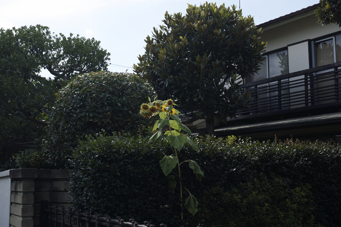 Kanda, Nippori, Nezu, Ueno, Shinjuku_Img