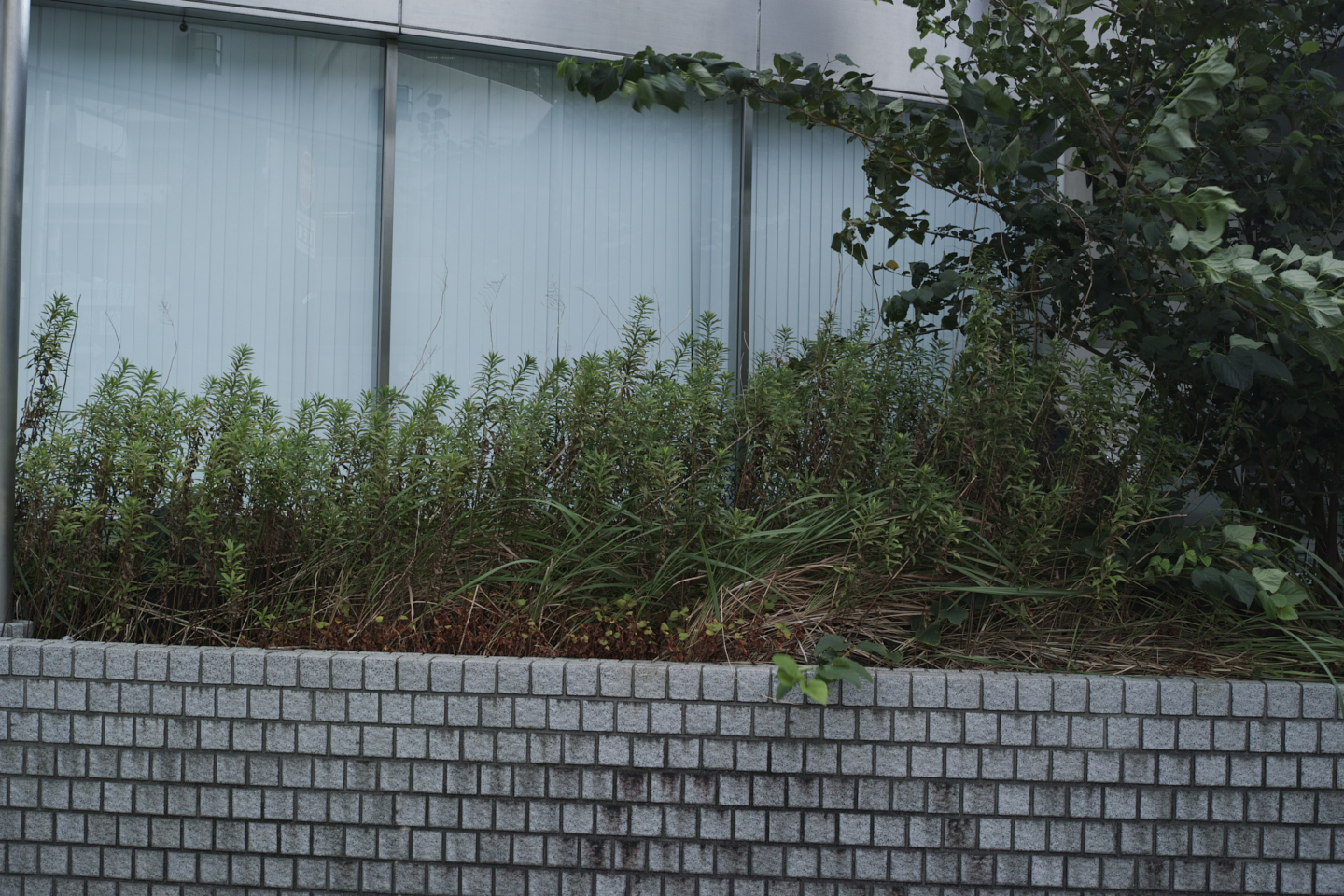 Shibuya_Img