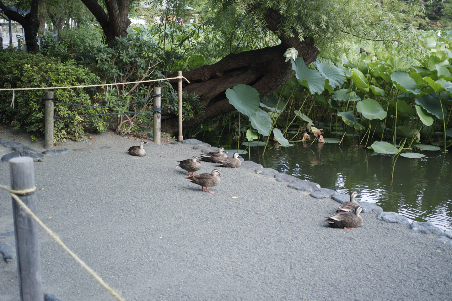 Kamakura_Img