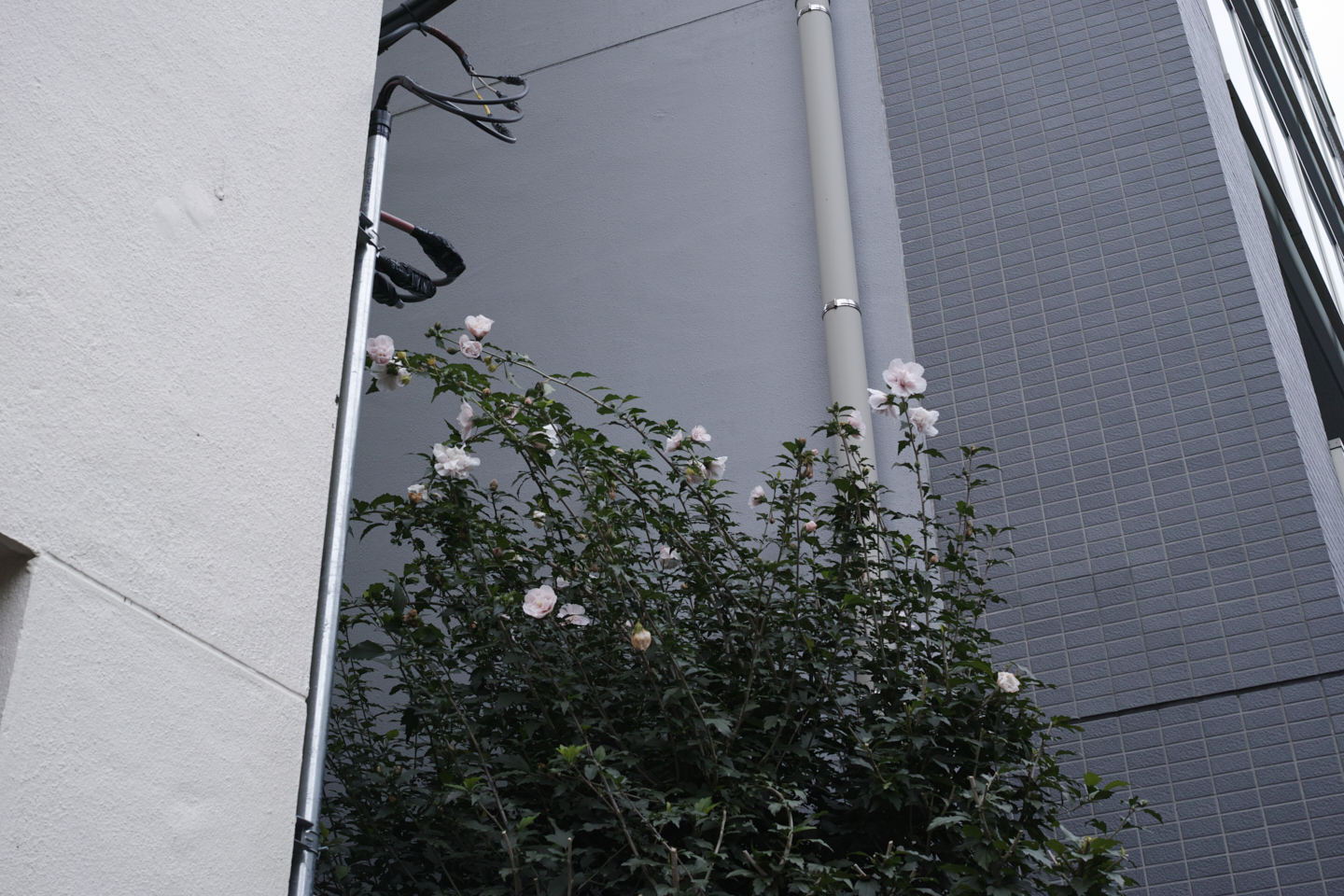Yoyogi-Uehara, Sendagaya_Img