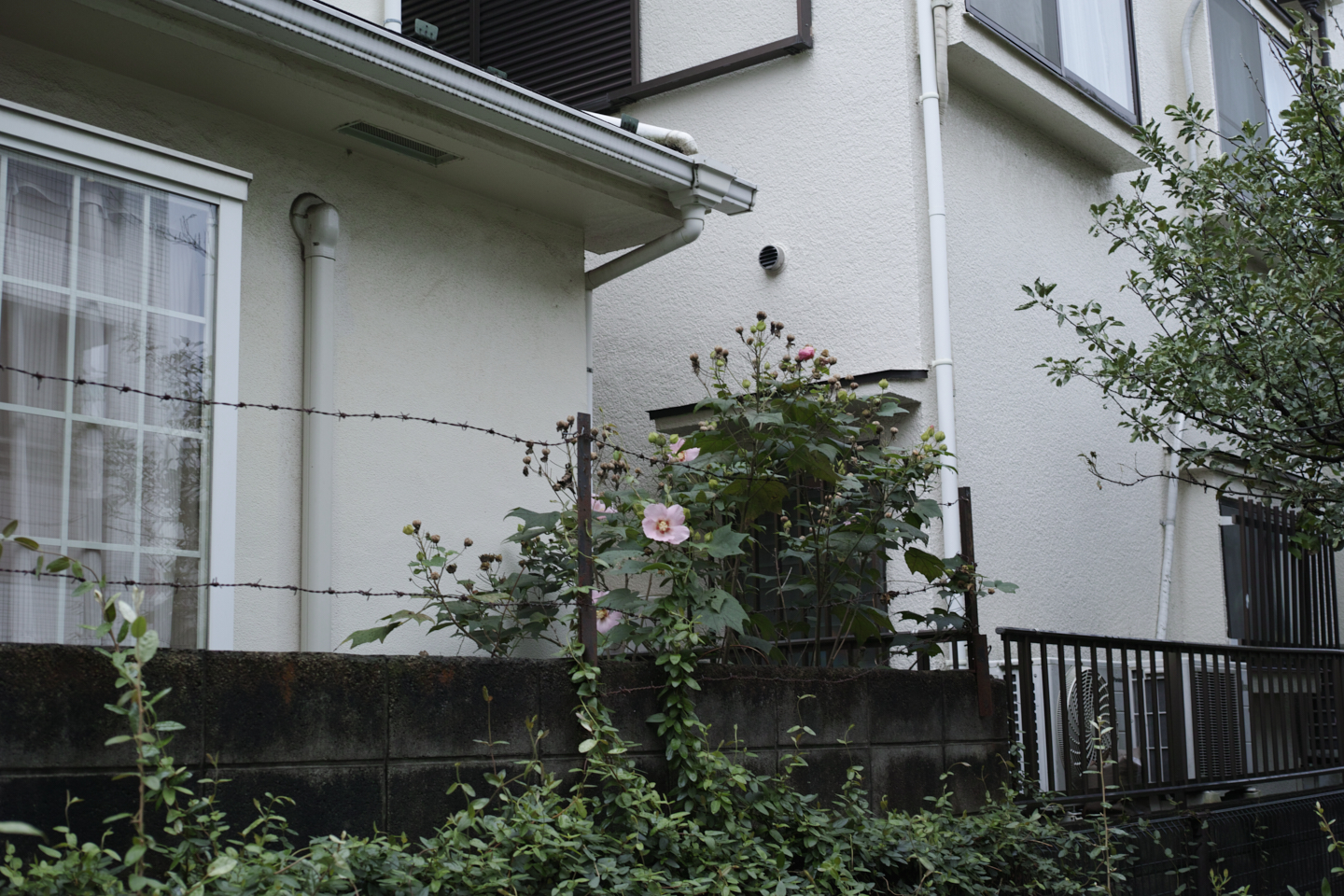 Ebisu, Nakameguro, Yutenji, Shibuya, Yoyogi_Img