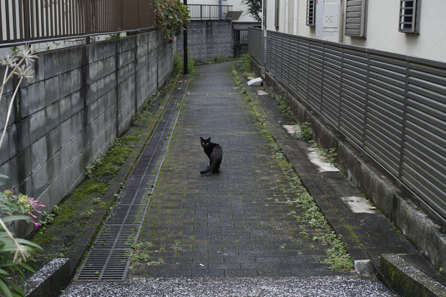 Ebisu, Nakameguro, Yutenji, Shibuya, Yoyogi_Img